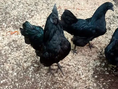 Баракали тухум киладиган товуклар