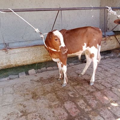 Ona bola sigir sotiladi yeb ichishi zoʻr