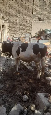 Navos yemlashga tayor yem yegan