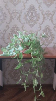 Комнатные цветы Традесканция зебрина