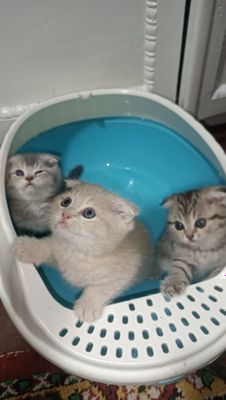 Scottish fold shinshilla