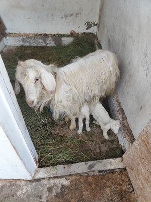 Продам козу с козлятами. Также есть на продажу козел с козами.
