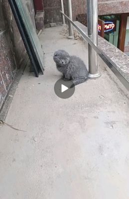 скотч фолд
