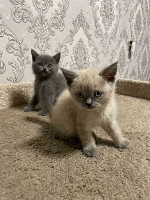 Скотиш страйт котята