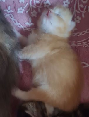 Скотиш Фолд девочка