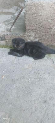 nasli toza mushukcha