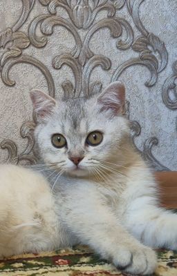 Срочно серебристая шиншилла котёнок