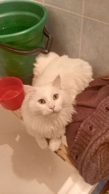 Пропала кошка. Туреческая ангора. Взрослая, слегка стриженная