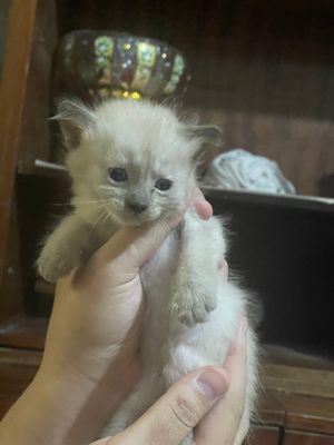 Продается котята. Девочки