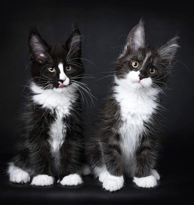 Maine Coon kittens Ташкент