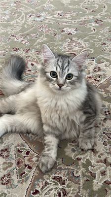 Продается кошечка