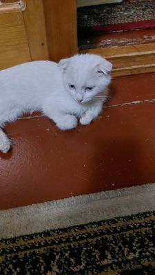 turetskiy angora toza qon