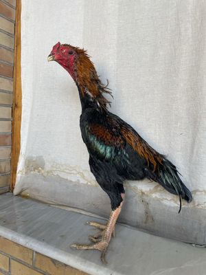 Tulak Yapon shamo zot 1 kuz vesi 4.3 kg faqat zotga