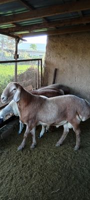 Кучкор Арашан. Quchqor Arashan
