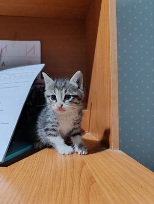 Пристраиваются котята ТОЛЬКО В ДОБРЫЕ РУКИ!