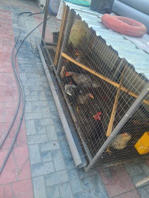 Tovuqlar katak bilan sotiladi