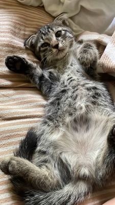 Шотландский вислоухий котёнок