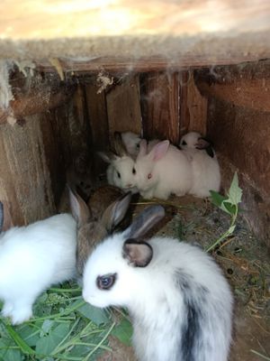 Домашние крольчата,30 дней от роду.