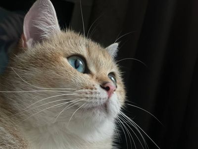 Британская золотая шиншилла