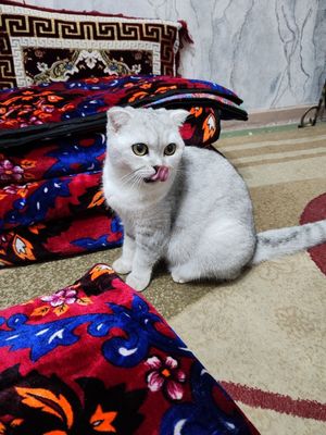 Mushuk sotiladi.