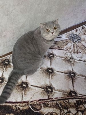 Скоттиш Фолд для вязки.