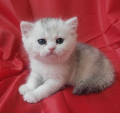 Продается котенок (скоттиш страйт), девочка