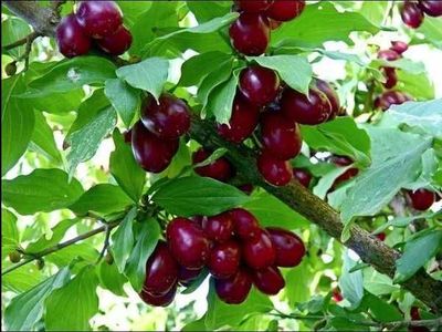 Продаем Кизил ягоды из своего сада
