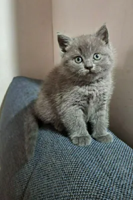 Продаётся Шотландский котёнок Страйт