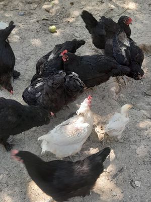 Товуклар сотилади уй товук