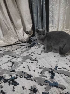13 oylik erkak mushuk