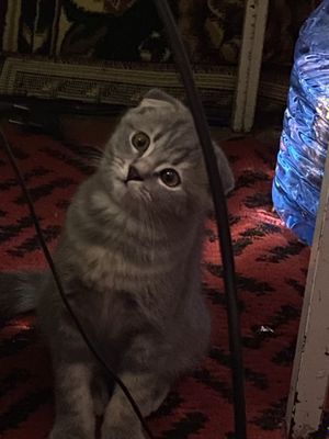 Шотланская вислоухая