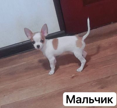 Мини чихуахуа