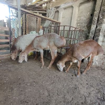 Qochqor qõz qoy qurbonlik