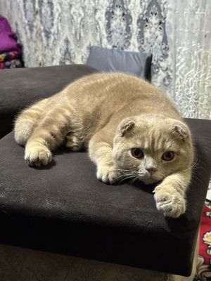 Scottish Fold srochni sotiladi