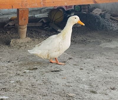 Gʻoz sotiladi srochno