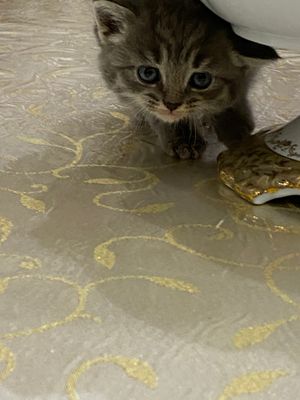 Шиншила котенок 1 месячный