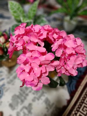 Beauty_Flower