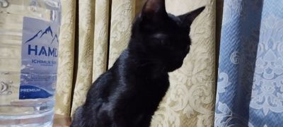 Отдам кошечку девочку