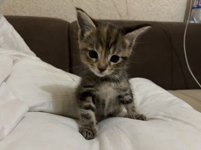 Продам котенка, девочка, 2 месяца,мама Мейн Кунь, папа бенгал