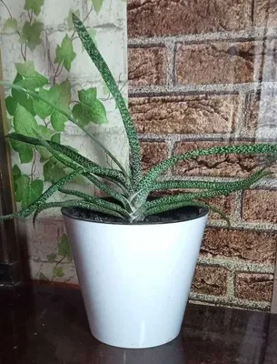 Продам Гастерия бородавчатая - неотразимая и привлекательная красотка.