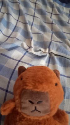 Капибара игрушка