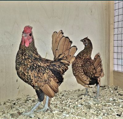 Sebray tuxumlari sotiladi 25000 dan