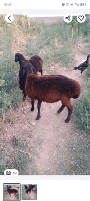Qo'y qo'chqor sotiladi