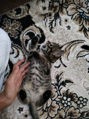 котята три можно брать отдельно