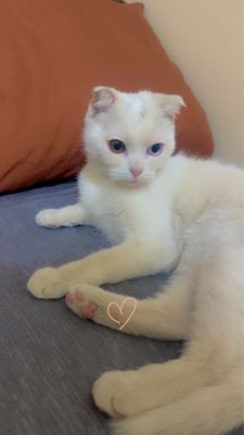 скоттиш-фолд кошка