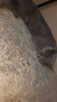 Кошка шотландский продаётся