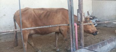 Ona bola sigir sotiladi