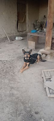 Laqabi TIGR yoshi 2