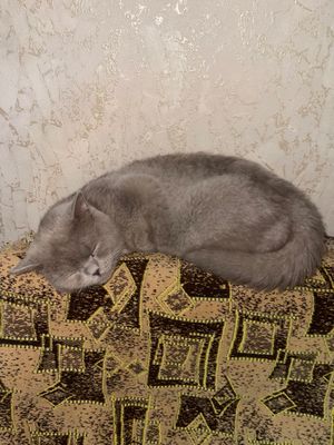 Кошка