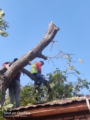 Обрезка ва дарахт кесиш хизмати